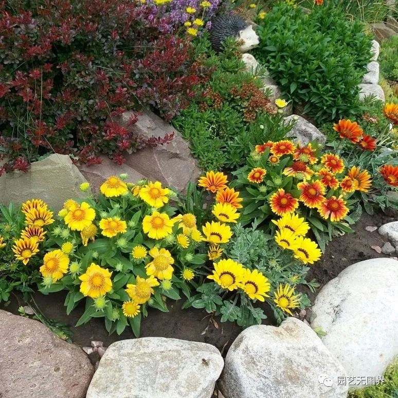 Celestial chrysanthemum, which blooms all year round, is beautiful and