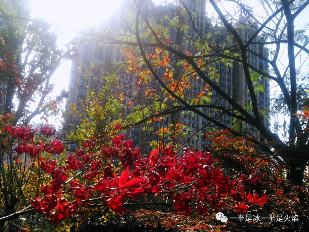 散文诗：这样的秋天，你来吗-第2张图片-诗句网