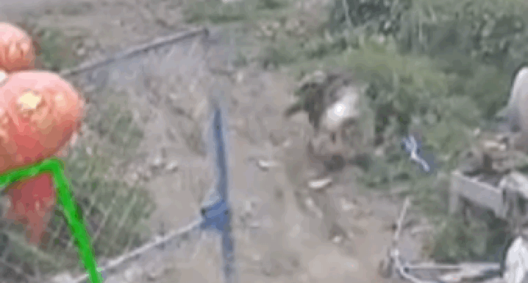 男孩挑衅大型犬，不料狗狗破门而出，将男孩扑倒，幸好狗狗讲武德