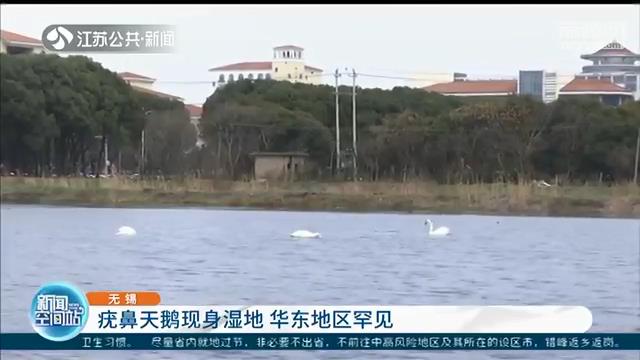 华东地区罕见！《丑小鸭》的天鹅原型疣鼻天鹅现身无锡一湿地