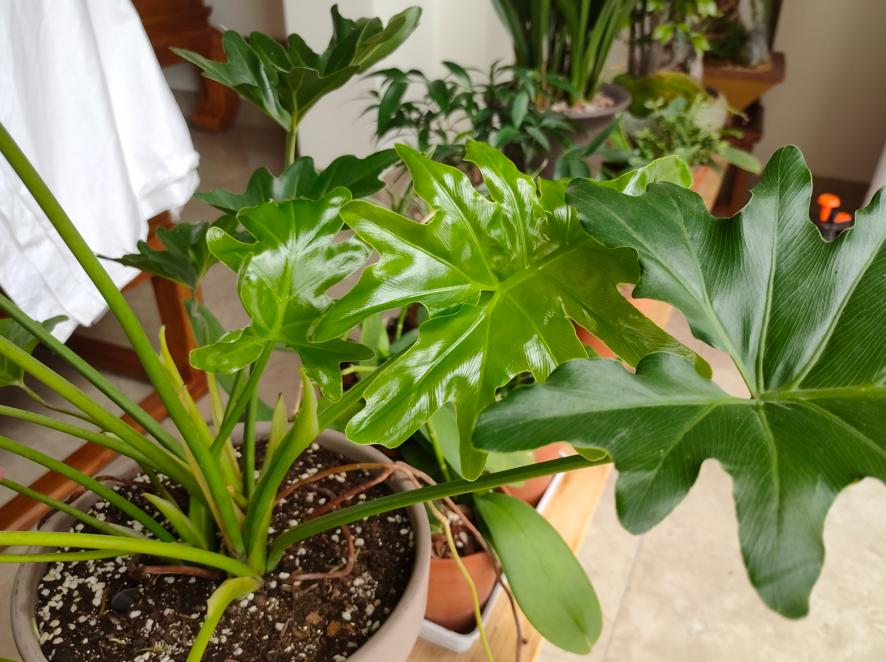 To grow flowers indoors in winter, "3 defenses" must be done to ensure