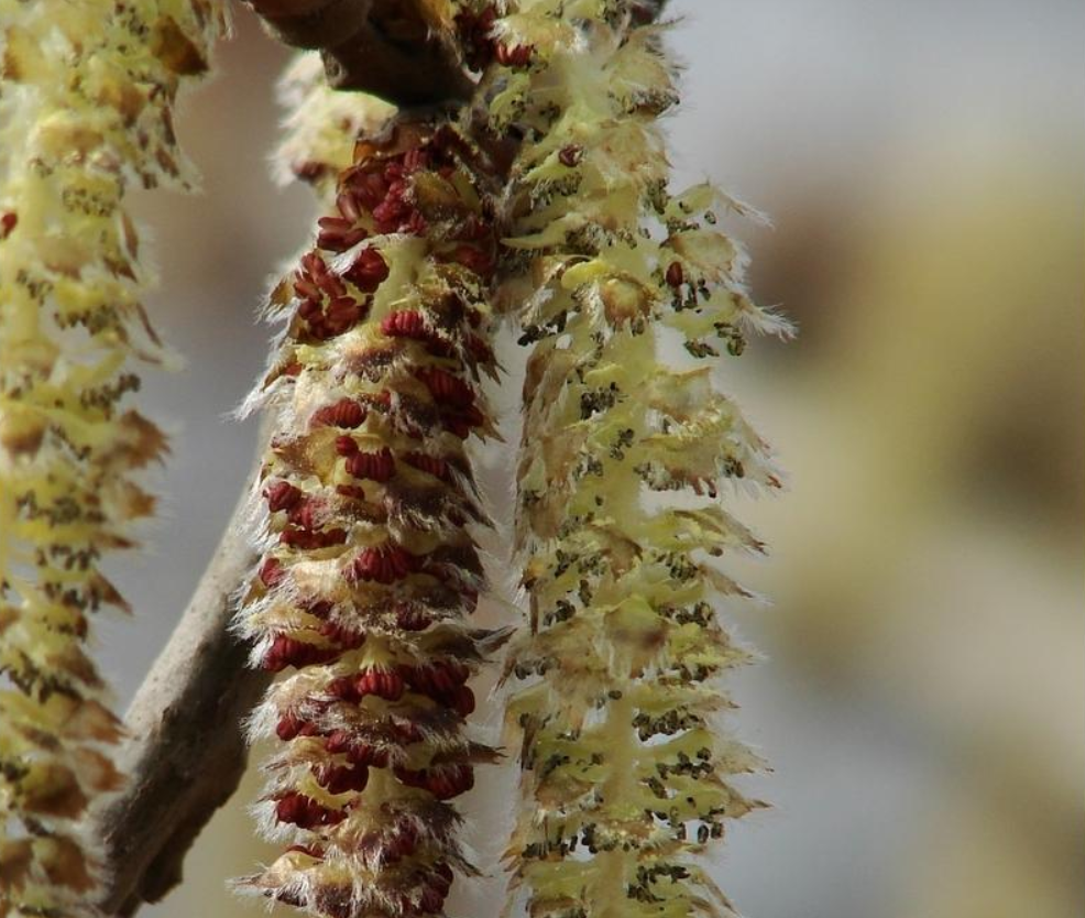 北京又在飞絮了！为什么不把杨柳树换掉？看了