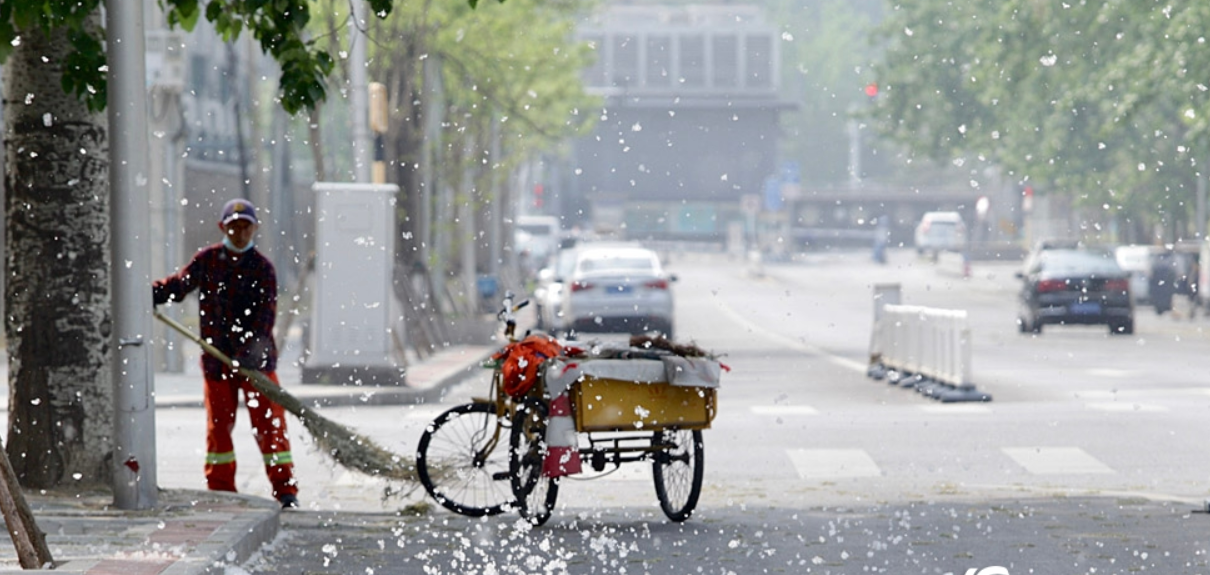 柳絮讓人苦不堪言，沒想到還是美食，在吃貨麵前為何依然猖狂？