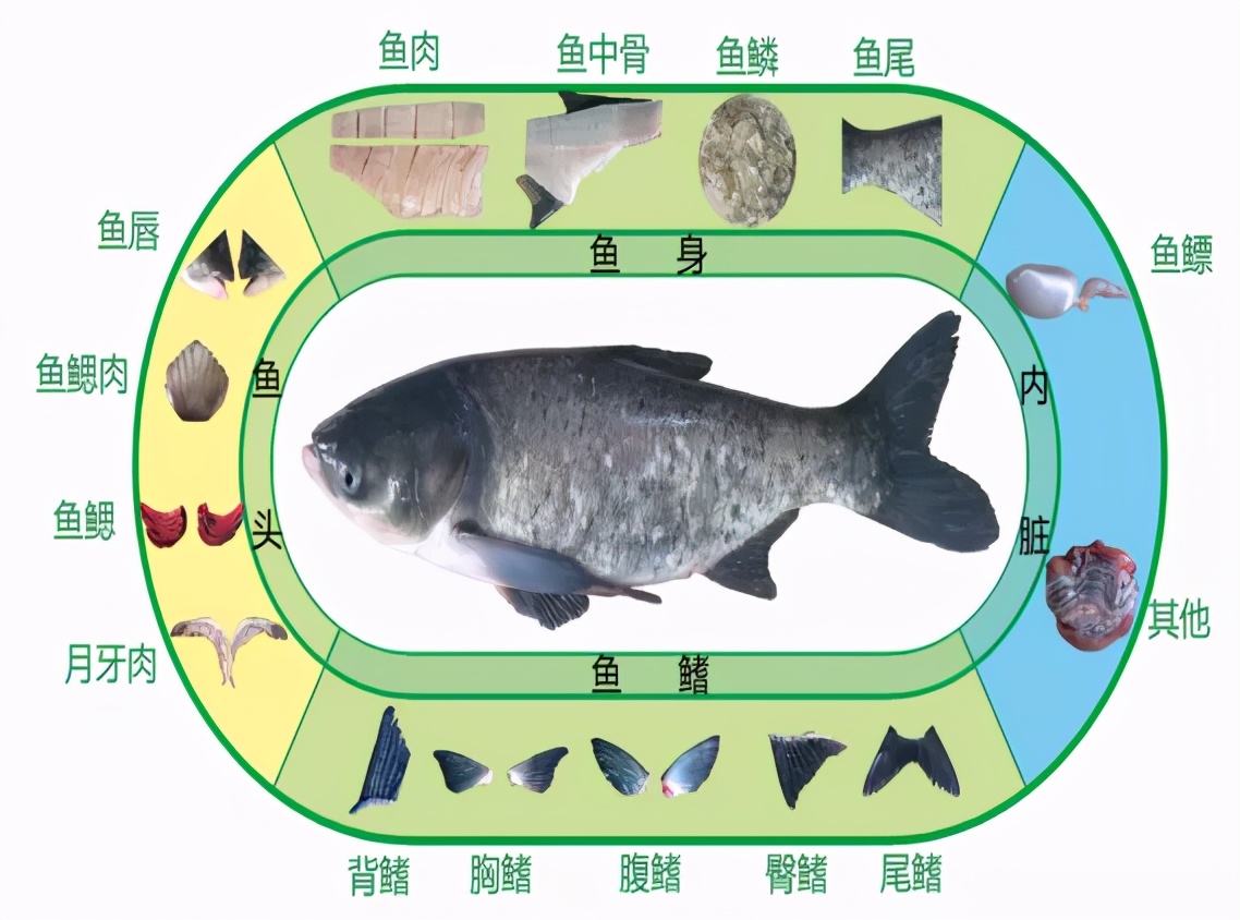 鱼头的内部结构解剖图图片