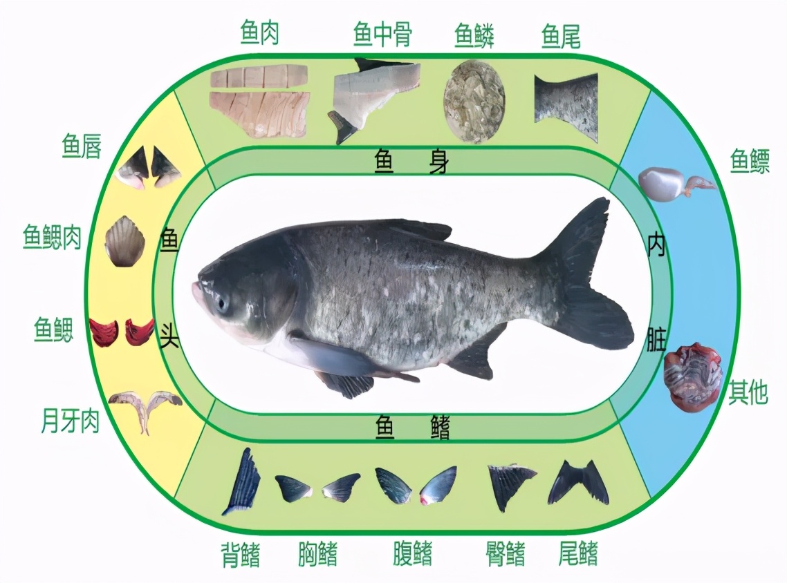 吃貨知識點！胖頭魚各個部位詳解終極指南