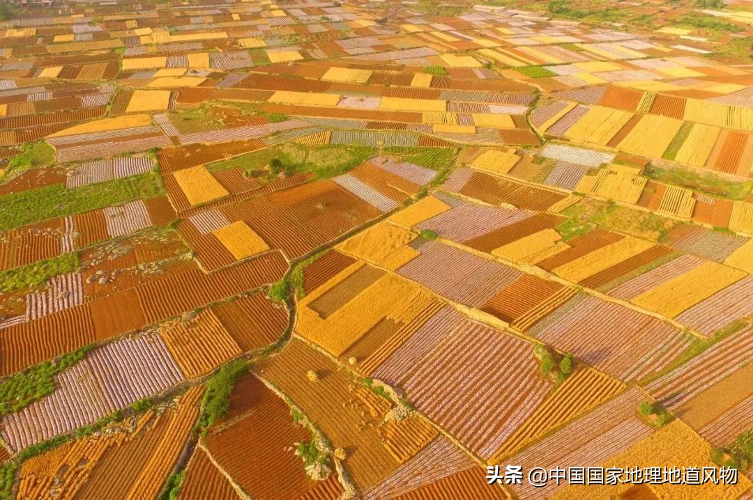 Person of 100 million Shandong, it is the child of the steamed bread