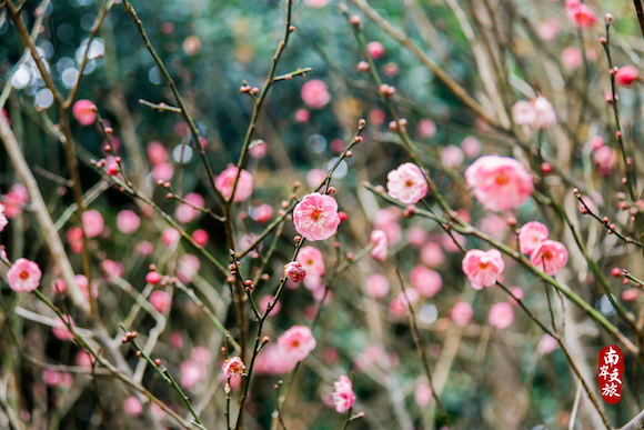 蜡梅花开！走进南山植物园，感受冬日里的温馨一刻