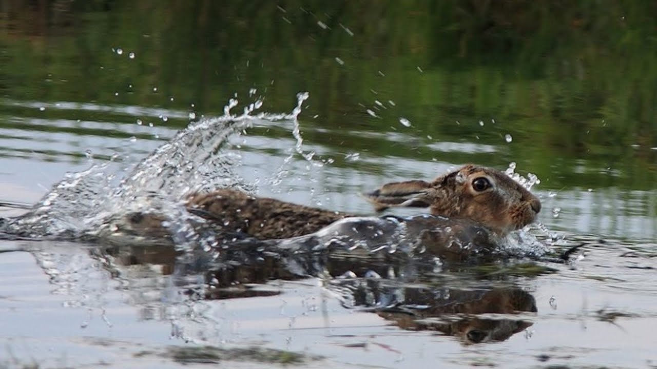 Can rabbits swims