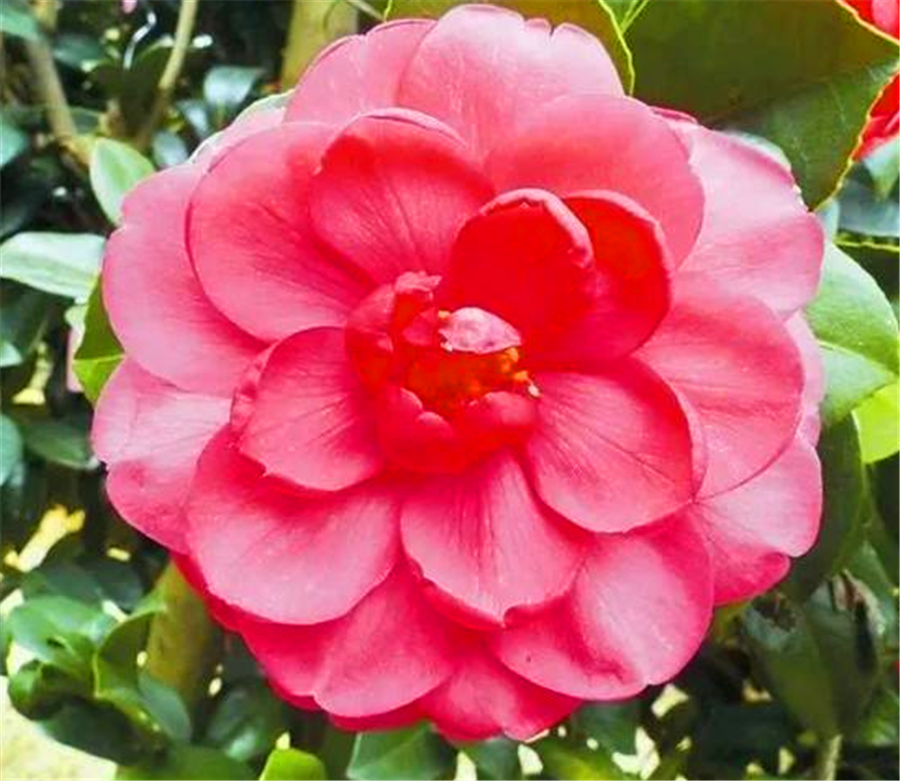 Camellia blooms in four seasons in snowy days, just learn the "5 points