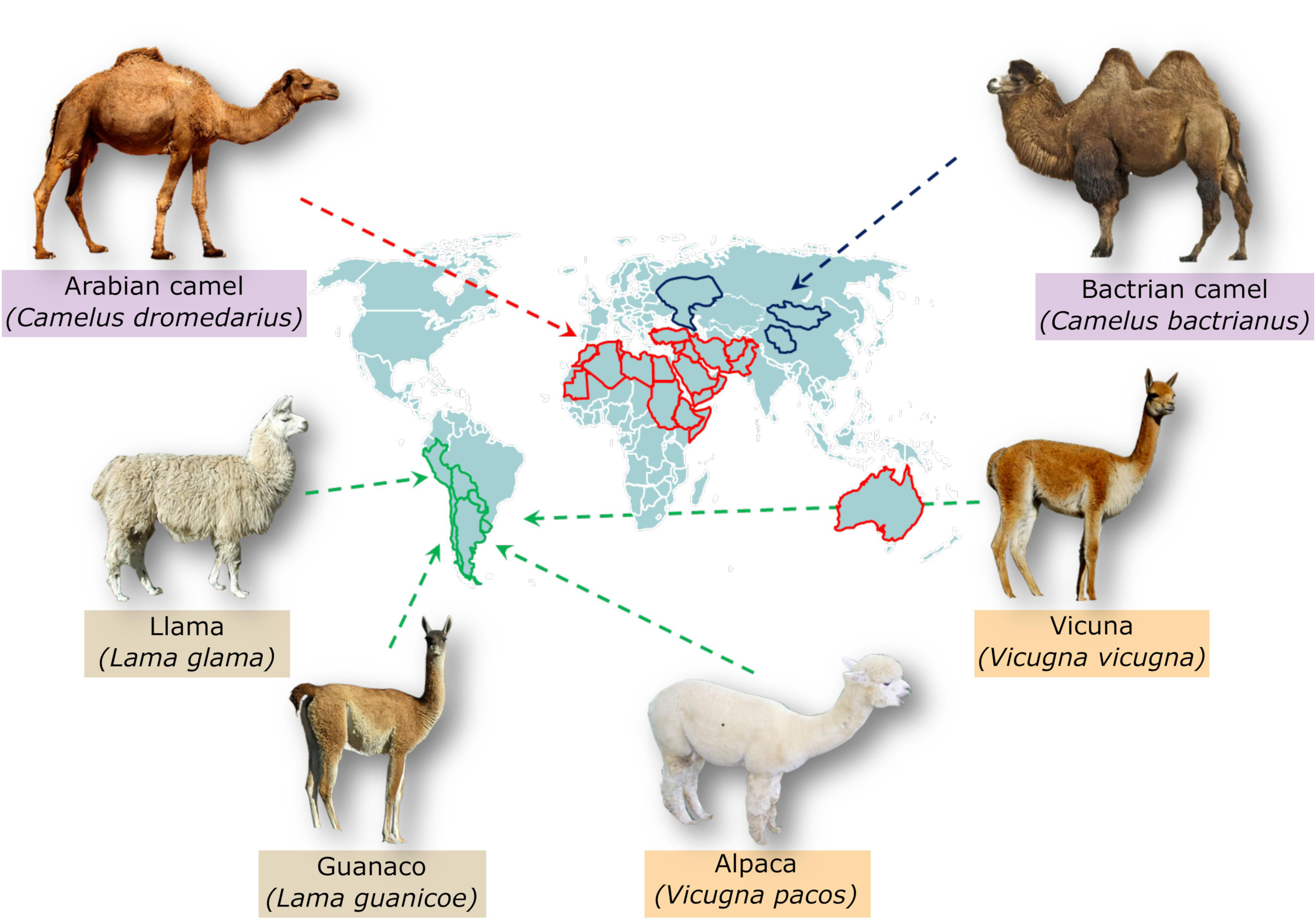 Why do camels like to eat cacti?It's also a body of flesh and blood