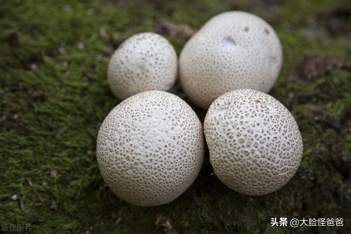 山海經里的神秘「視肉」，現實中真的存在/舌尖上的《山海經》-01 - 資訊咖