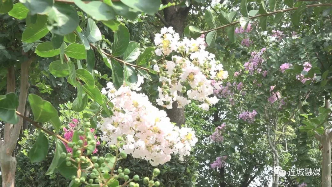 连城：紫薇进入盛花期 花期将持续至9月