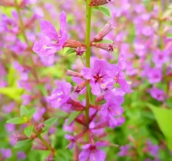 160種· 奇花異草，絕對有你沒見過的！ 「下部分」