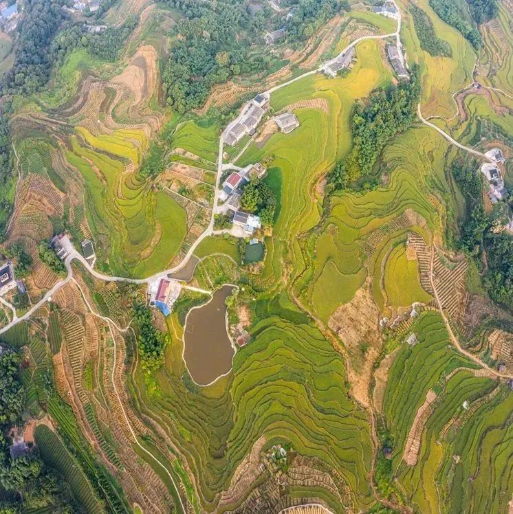 高粱红了！稻子黄了！泸州田野“丰”景如画~