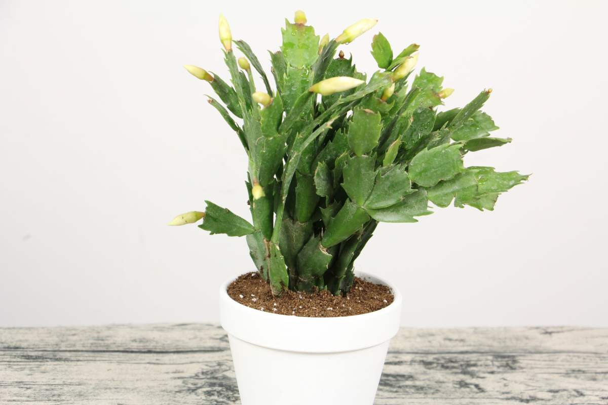 The most popular " year night is spent " , the Spring Festival raises casually, lively festival