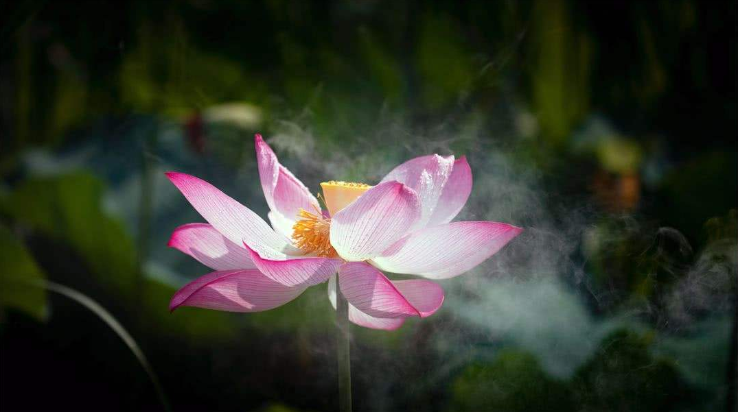 唐诗中的夏天，感受诗词中夏日之美-第19张图片-非凡网