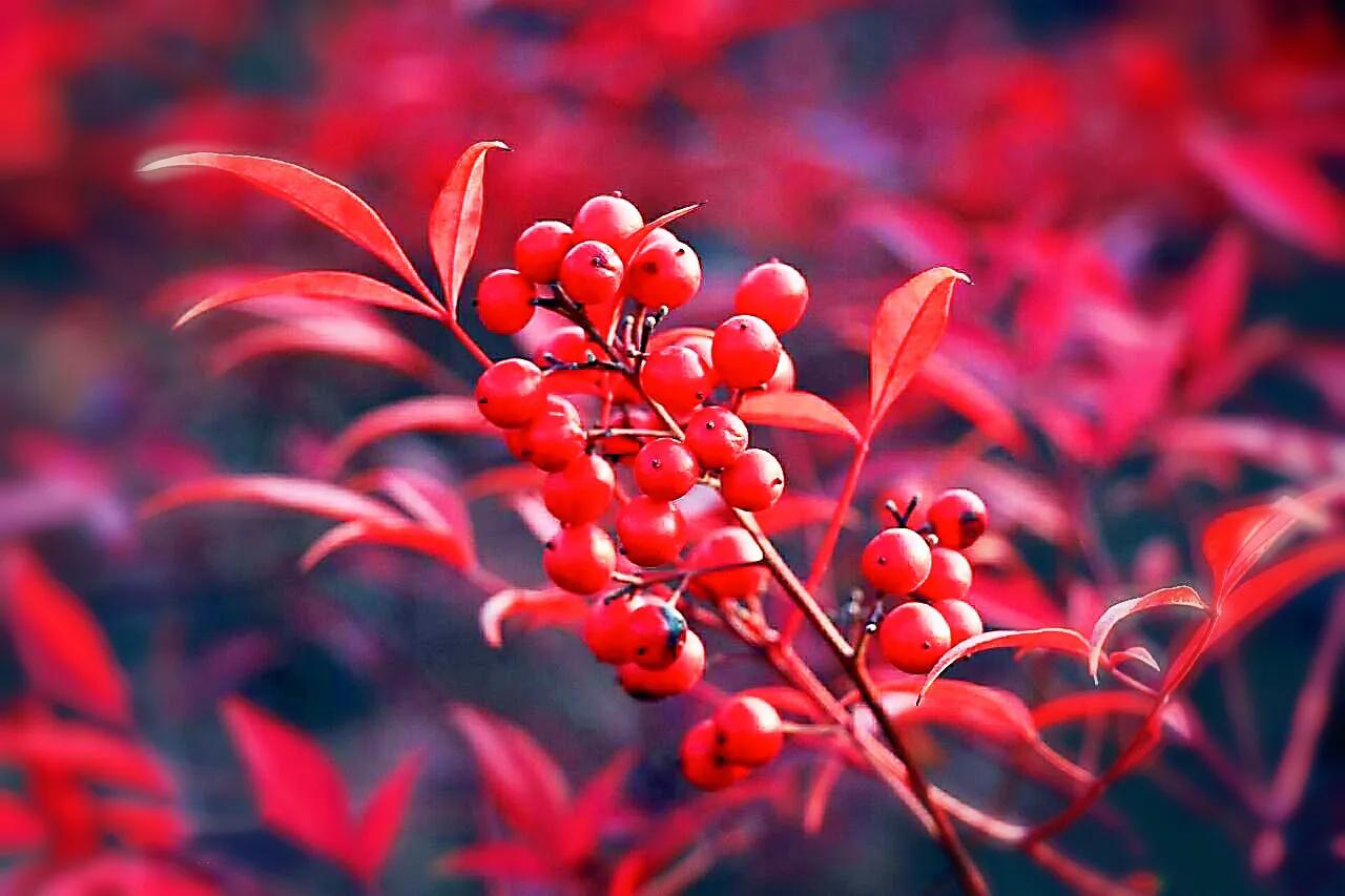 火焰南天竺 李彬文 Mdeditor