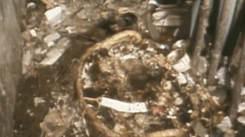 九龙城寨：亚洲最大的贫民窟，在香港矗立了164年的“罪恶之城”