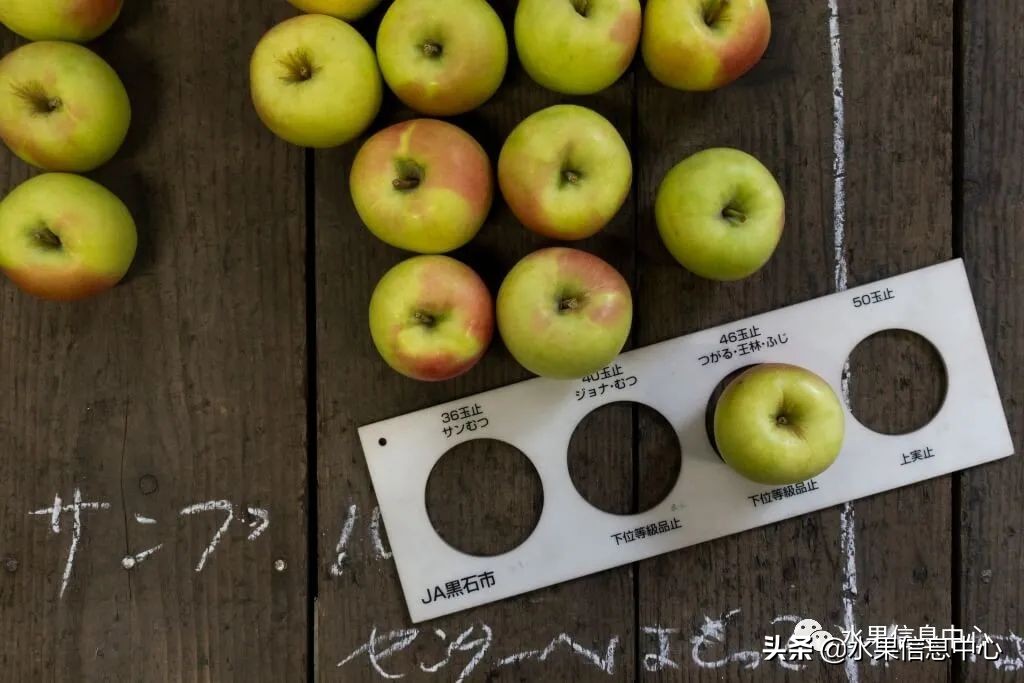 日本苹果为什么种的好？走进日本苹果第一大县“青森县”