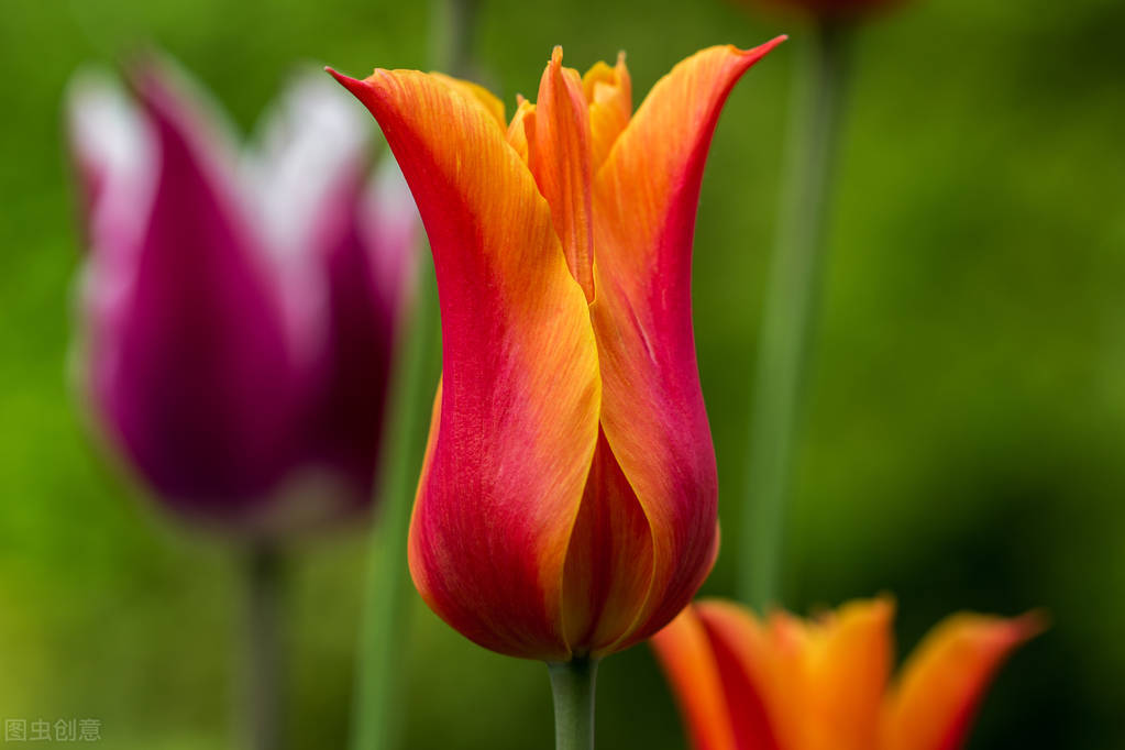 Are tulips poisonous in the bedroom? iNEWS