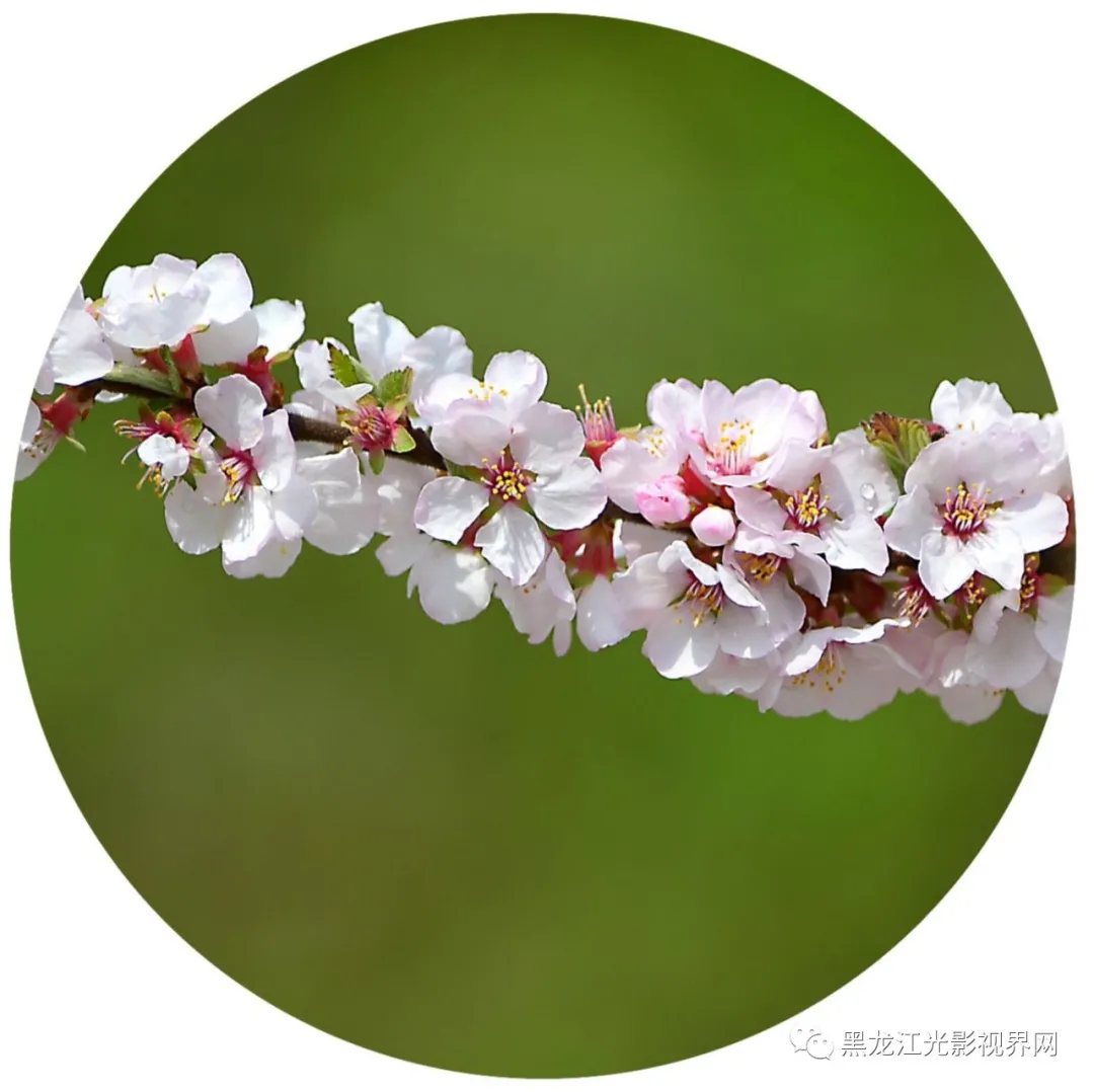 五月的鲜花再次“绽放”,你来了吗?