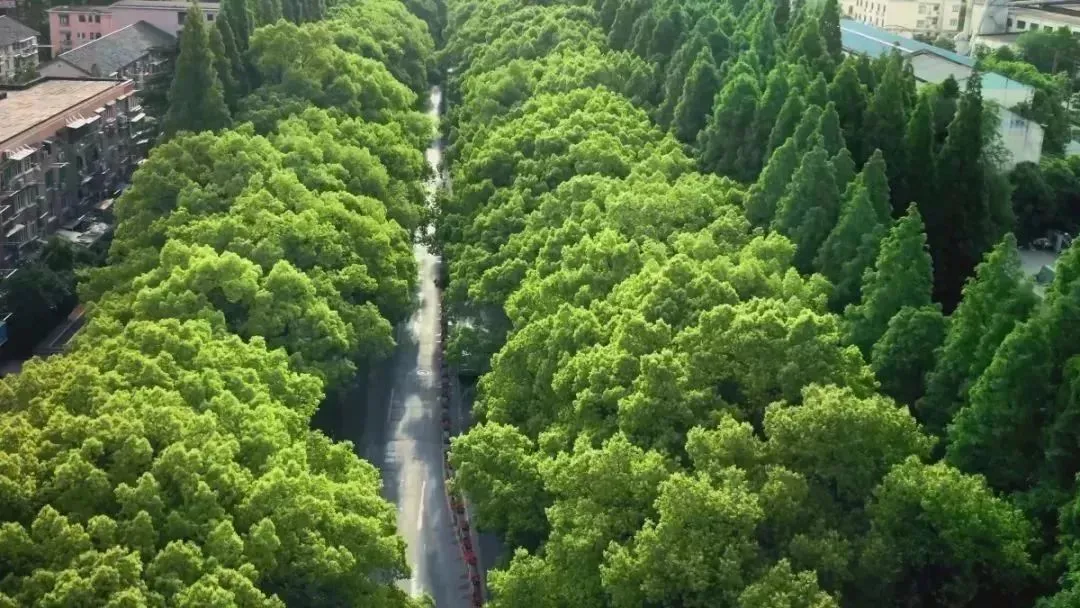 家门口的小森林！闵行最美绿道组团来袭