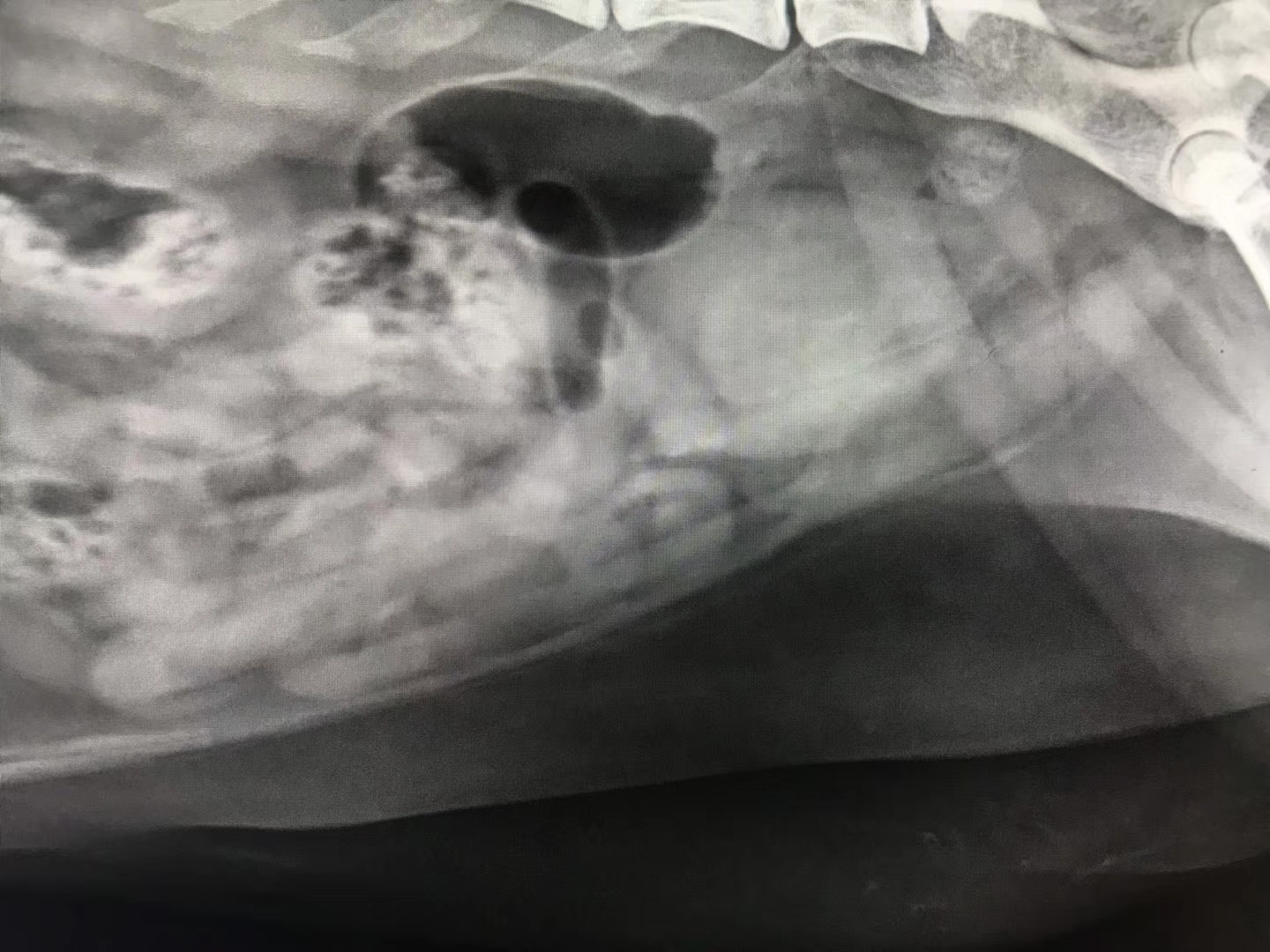 貓咪泥沙狀尿結石雖然在X光下看不見，卻讓這只貓咪痛苦了6個月