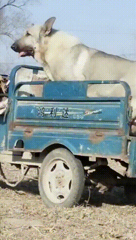 搞笑gif神评:女友首次开车上路,让人操碎了心