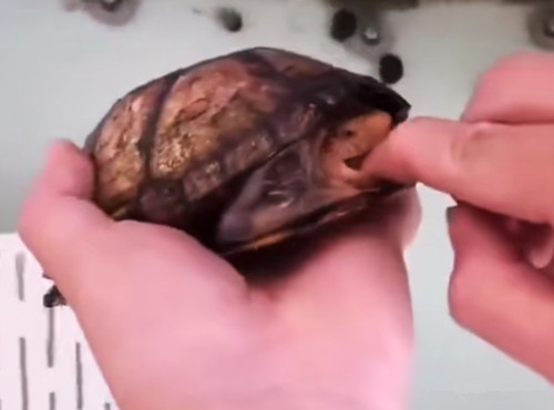 巴西龟怎么养最简单的方法