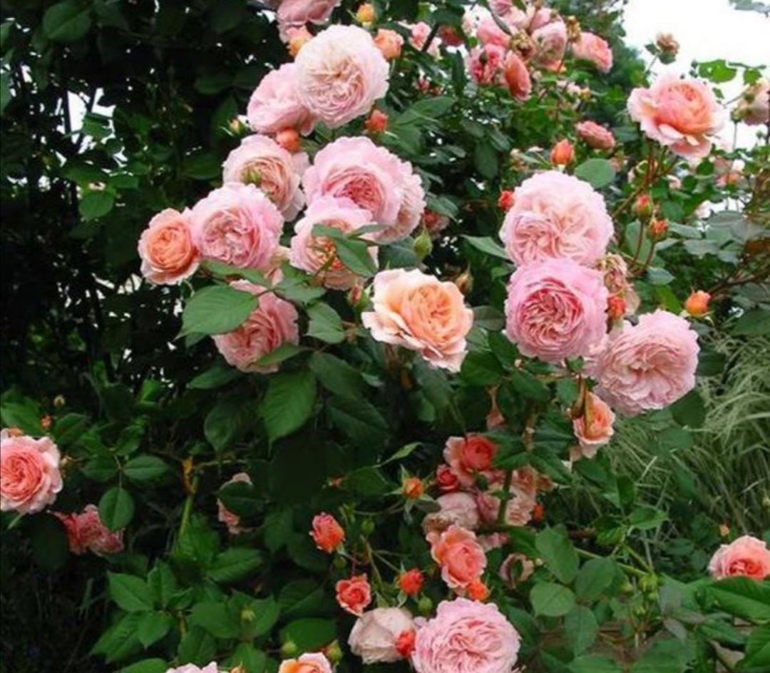 10 beautiful Fujimoto roses, each with different beauty, which one do ...