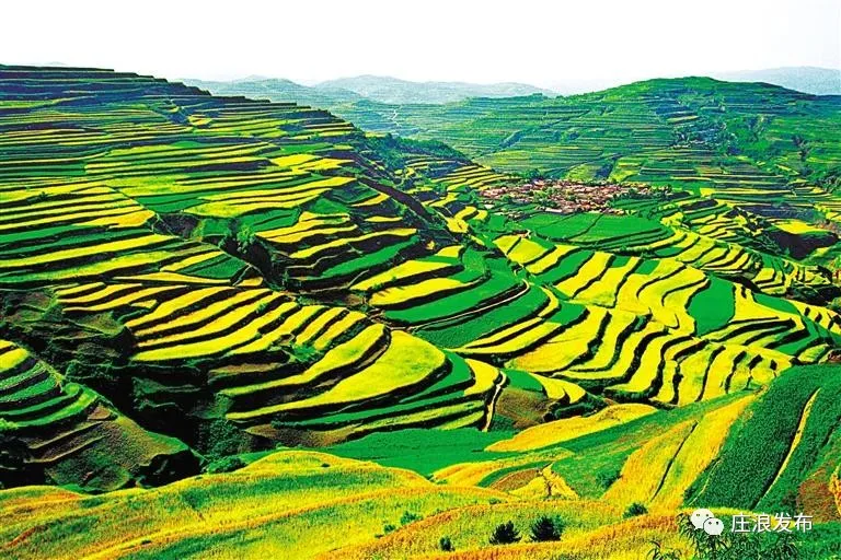 【庄浪县】初秋时节来庄浪，看百万亩梯田绝美风光！