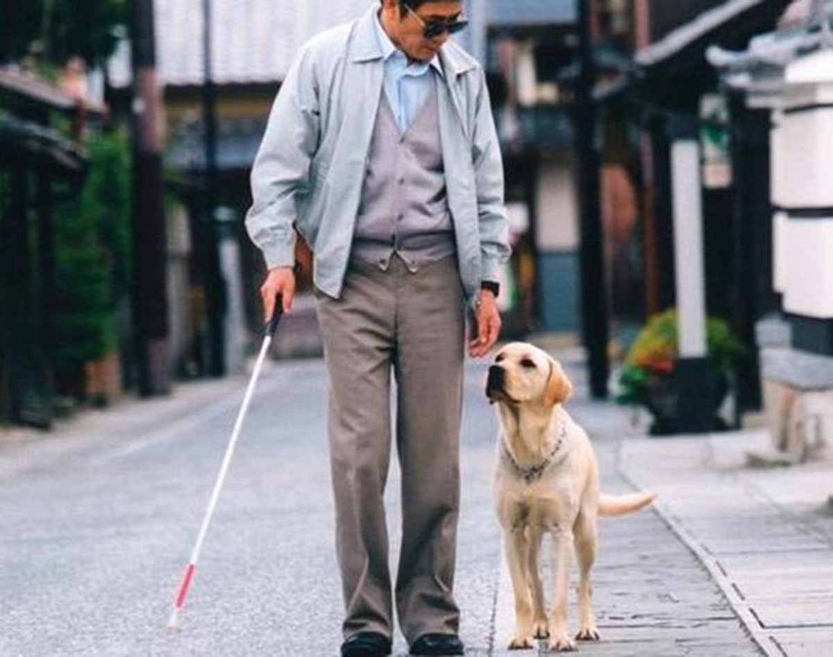 导盲犬到处撒尿，视障阿姨被邻居投诉了两年，社区的决定让人无奈