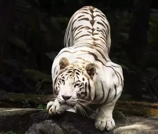 The giant tiger of the Far East weighs thousands of catties, and the king  has ruled the roost for thousands of years. 21 species of tigers on the  earth are counted. - iNEWS
