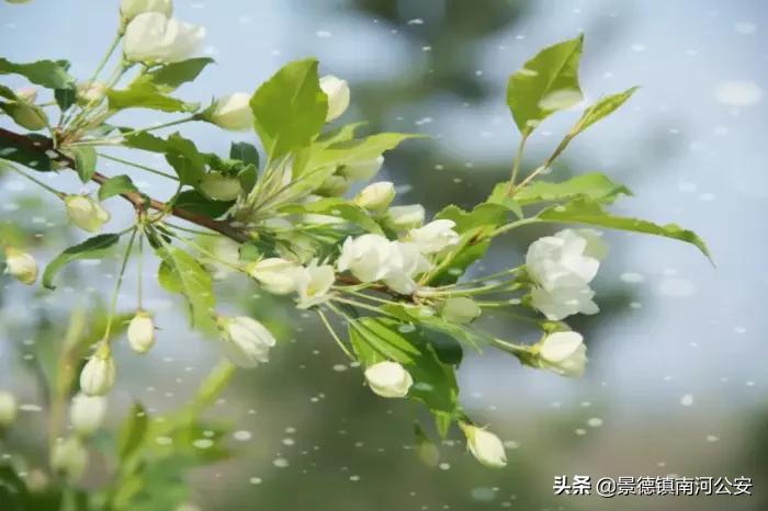 春日古诗词：花已初开，愿君常在-第4张图片-非凡网