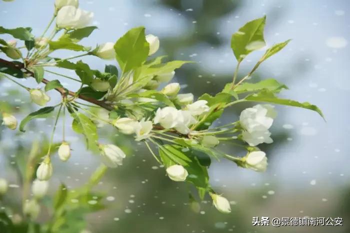 诗词丨100首唯美春日古诗词：花已初开，愿君常在