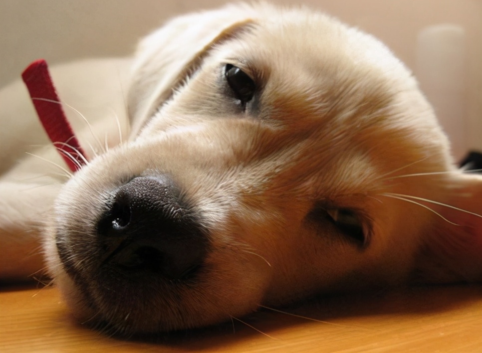 Dogs often exhibit these behaviors, which may be iMedia