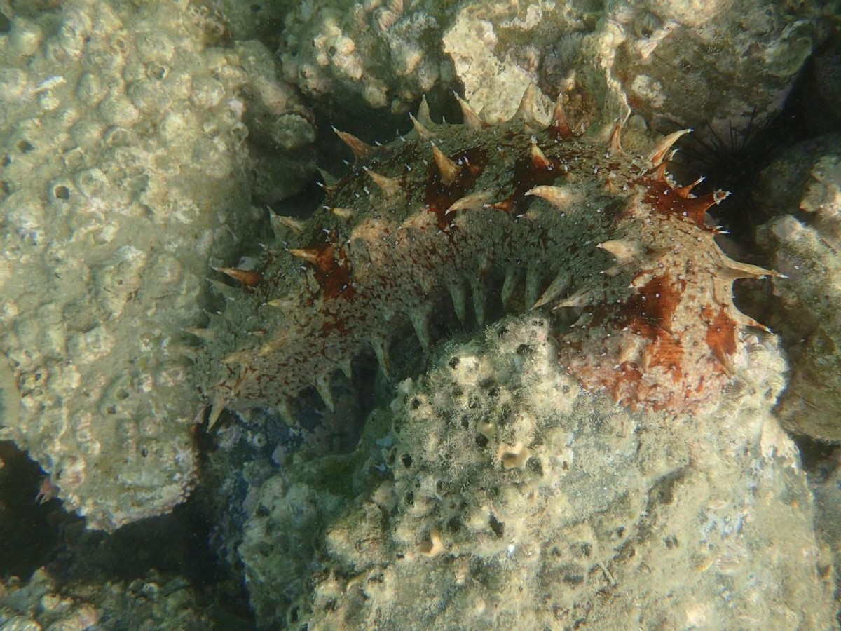 古老的海洋生物——海参