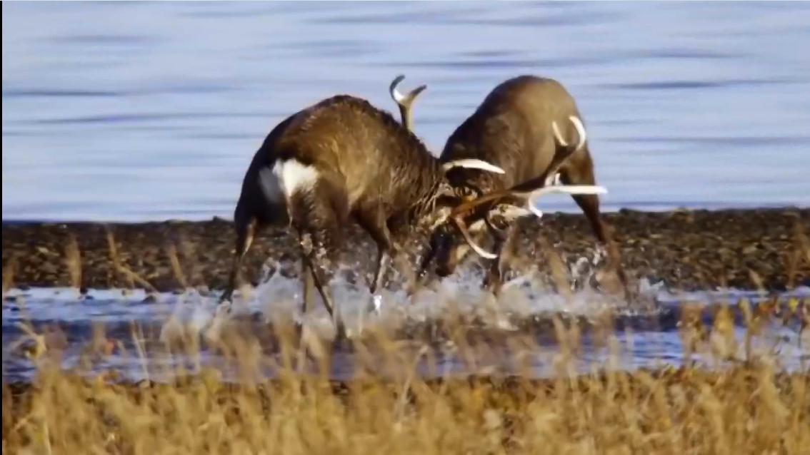 如果动物的角长歪了会怎么样 慢性自杀的利器 有角动物的悲剧 资讯咖