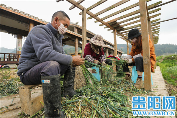 Guiyang: The person is diligent spring come early, green " sweet " the right season or time