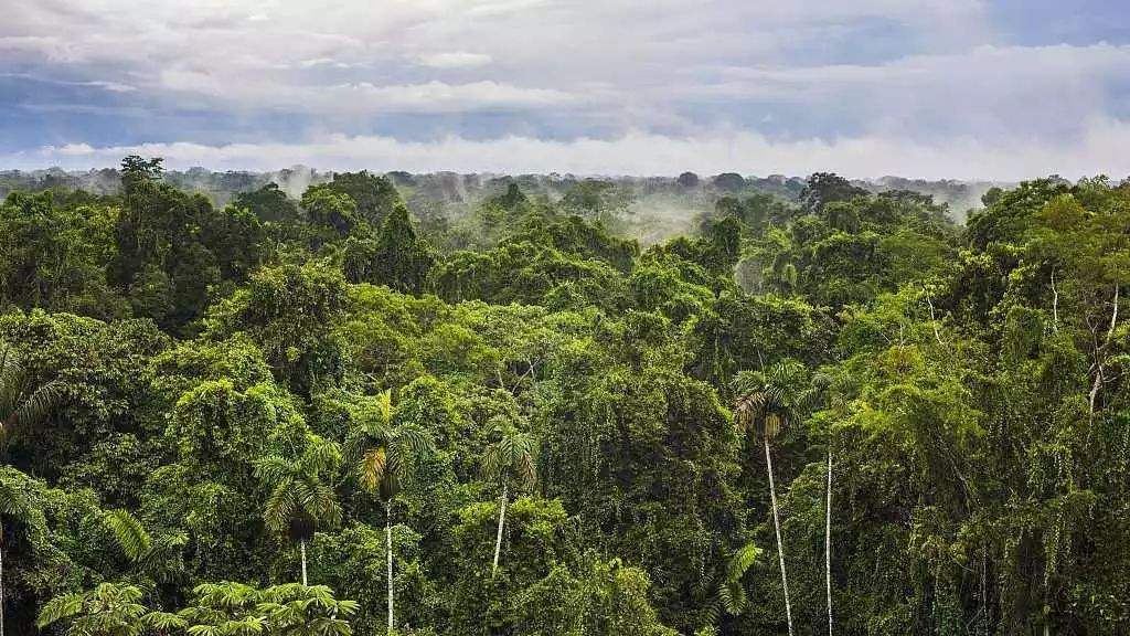 地球之肺亚马逊雨林，绿色的天堂却是人类禁区，到底有多恐怖？