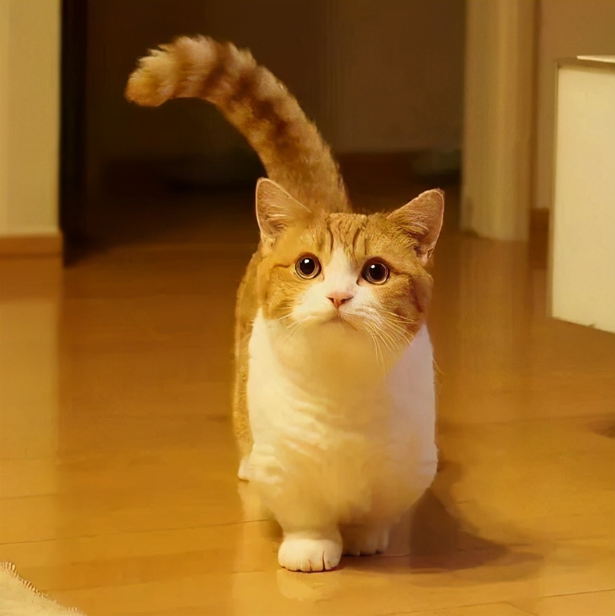 曼赤肯猫多少钱一只曼赤肯猫好养吗