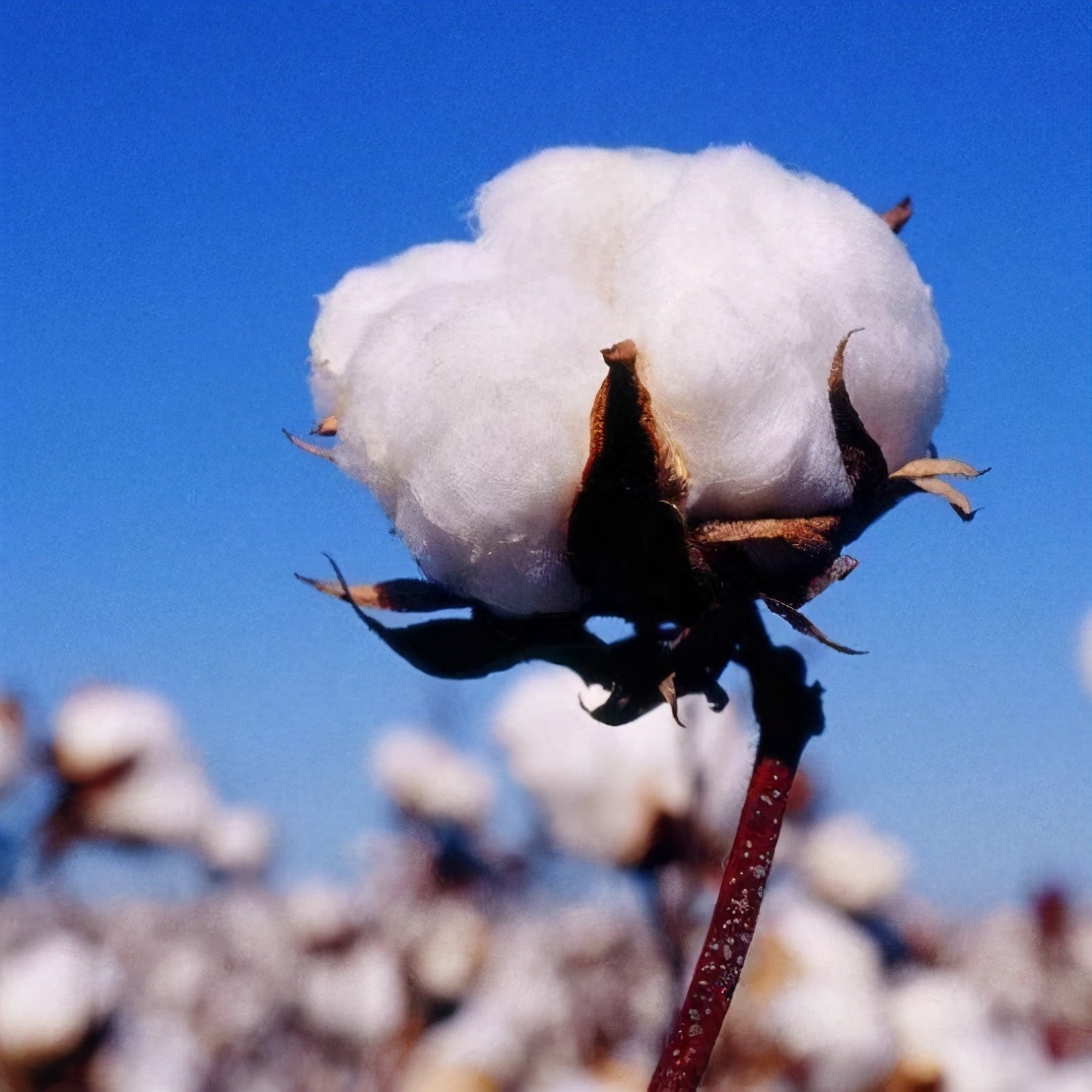 Xinjiang heats up search on pily frequency, compatriots too " firm " : Do not make thunder method, how show Bodhisattva intention? 