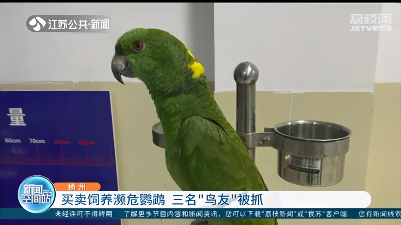 朋友圈晒自家鹦鹉照片却招来警察 提醒：濒危鹦鹉禁止买卖饲养