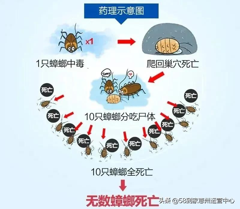 灭蟑螂靠谱的两招,一般人我不告诉他