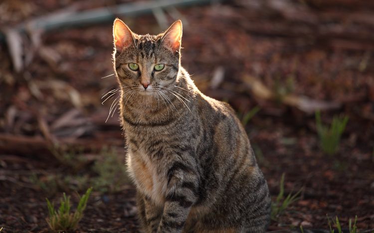 2亿只野兔，200万只野猫，澳洲全境“陷落”，局势为何失控？