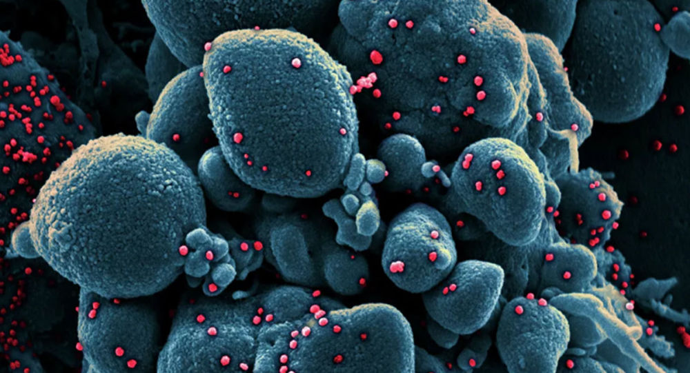 美国上亿民众有救？美专家：“神兽”羊驼血液