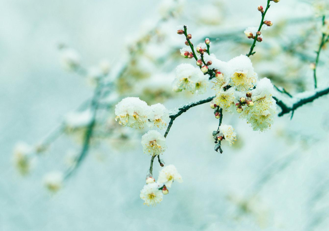 春雪初消好问程，十首春雪的诗词，看银装素裹如画风景-第12张图片-诗句网