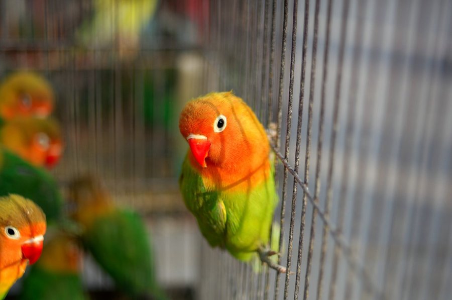 What kind of parrot can be raised? Lovebirds in an awkward position - iNEWS