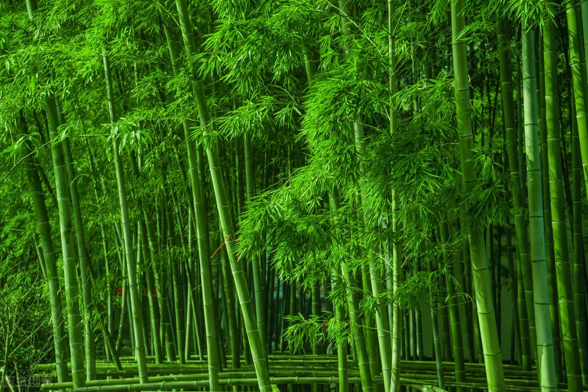 七绝 十二首 贵树名花 作者：周学松