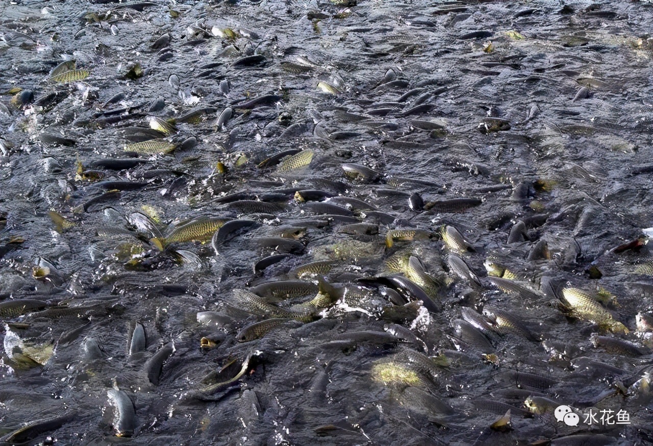 容易让人忽视的鱼类应激性病症——水产养殖中应激反应的防控措施